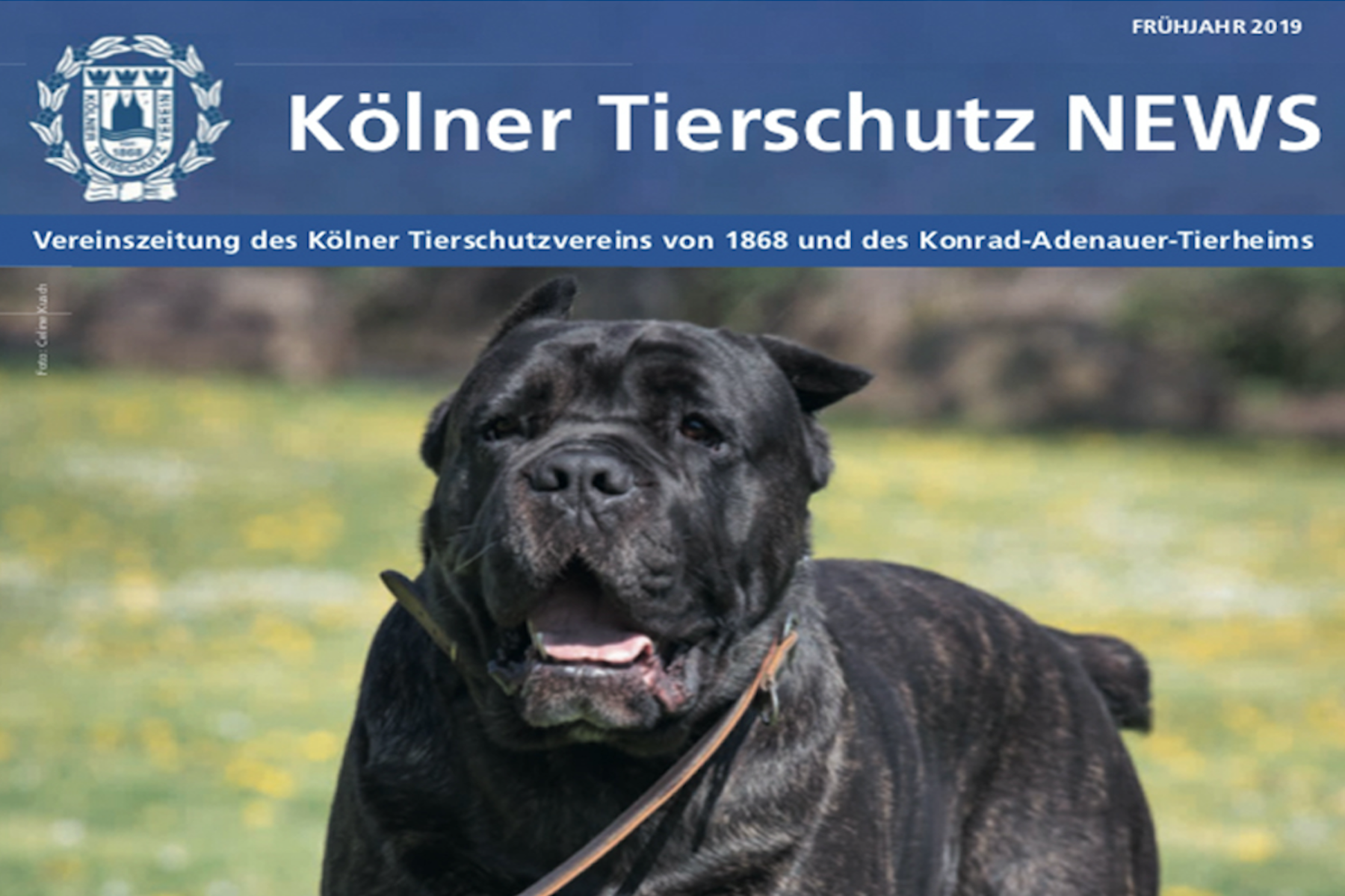 koelner-tierschutz-news_2019